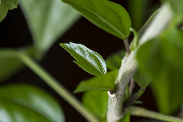 green leaves indoor plants macro