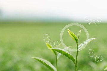 Infographics Circles and Molecular Structures the tea leaves from the tea plantation, the new shoots are soft shoots. Water is a healthy food and drink.as background Healthcare concept with copy space