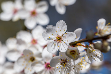 Blossom tree over nature background.