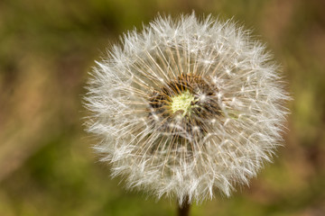 Fototapeta premium dandelion seeds blowing