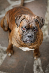 Deutscher Boxer