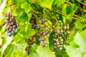 grape harvest