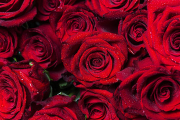 Beautiful floral background. Bunch of large vivid red roses with water drops on their petals. Top view. - 198948755