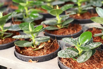 Small trees in garden