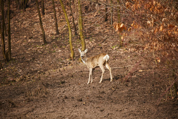 Obraz na płótnie Canvas Roe deer in the forest