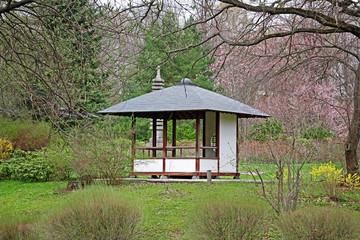 Traditional gazebo in the Japanese garden during the flowering of the sakura in Moscow