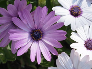 アフリカンデージーの花