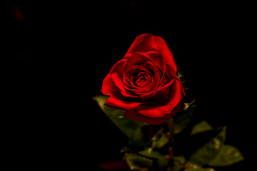 Fototapeta na wymiar Красная роза на черном фоне.