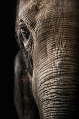 Elephant close up