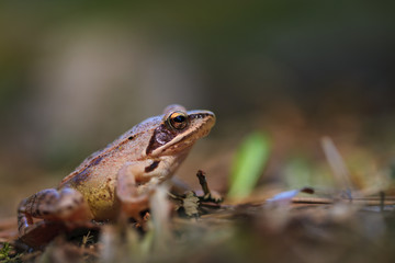 Agile frog on the march!