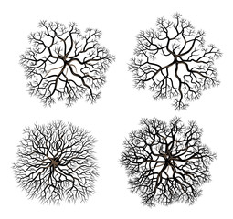 set of tree crowns without foliage, top view