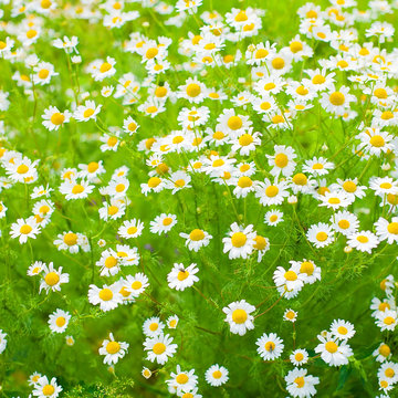 Chamomile pharmacy flowers Background