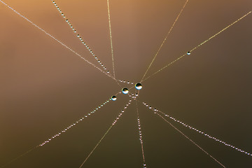 Pearls on a spider web string