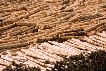 Wooden Texture Trunks