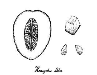 Hand Drawn of Honeydew Melon on White Background