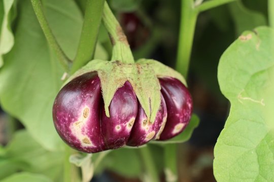 Eggplant plant in tropical