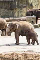 an elephant family