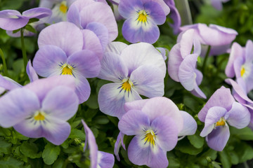 Lilac Pansies close-up in the spring garden. Floral background of lilac flowers and green leaves. Violets in the spring forest.
