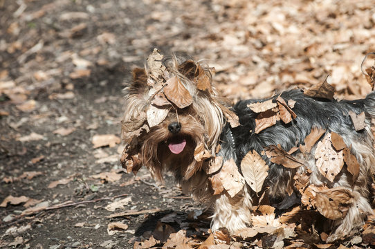 Yorkshire Terrier covered with dry oak leaves on а walk in the woods