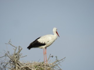 oiseaux