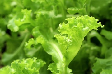 Lettuce plant in tropical