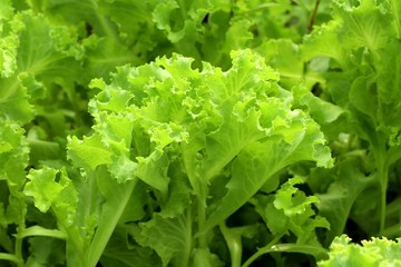 Lettuce plant in tropical