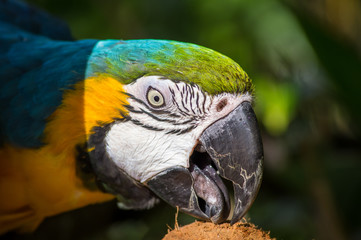 Parrot