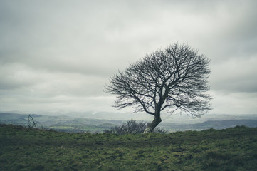 Obraz premium English tree