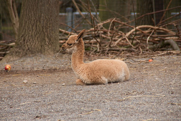 Ein junges Vikunja