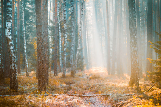 Fototapeta Birch spring forest