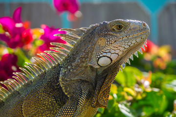 USA, Florida, Close up side view of giant reptile Iguana lizard with plants behind