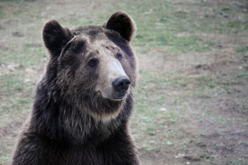 Fototapeta premium sad bear