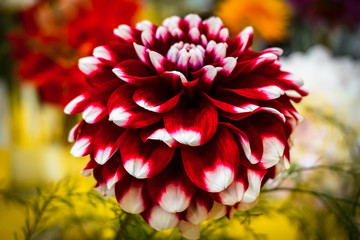red flower with white Dahlia close-up