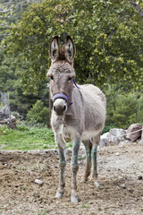 Asinello in montagna