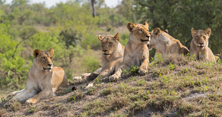 Lions resting on an anthill in Sabi Sands Game Reserve, a part of the Greater Kruger Region, in South Africa