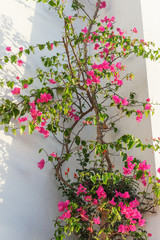 Fototapeta na wymiar Pink Flowers on the wall of the house