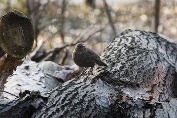 Amsel auf Baumstamm, Amsel im Winter, Amsel sucht Nahrung