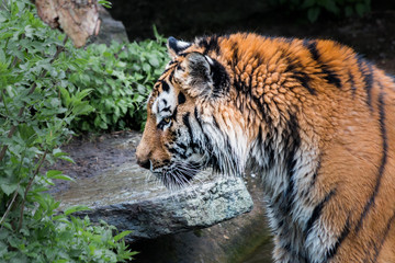 Tiger in the zoo 2