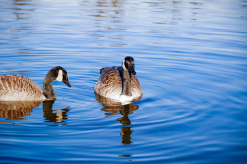 Canada goose swimming in the pond at bushy park in London