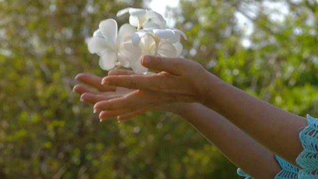 Fallen plumerias flower.
Woman hands holding white plumerias throwing up and let them fall to the lawn,HD slow motion.
