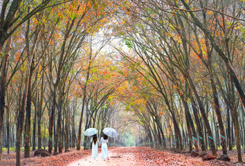 Dong Nai, Vietnam - January 7th, 2018: Two girls in long dress to cover umbrella holding hands, going end of road in rubber forest autumn morning express nostalgia youth in suburbs Dong Nai, Vietnam