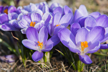 Krokus im Frühling, lila, Closeup, blühender Krokus auf einer Wiese, Nahaufnahme von Krokusblüten