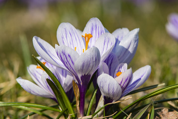 Krokus im Frühling, blühender Krokus, nahaufnahme, lila, Osterzeit