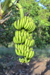 Bunch of unripe bananas hanging from a branch of a tree on a farm
