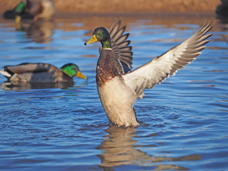 Fototapeta premium duck on the river