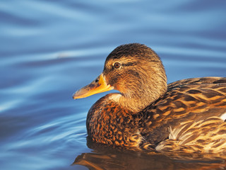 duck on the river