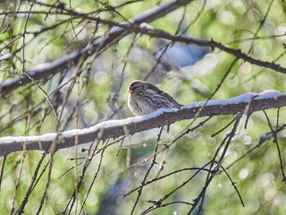 Carduelis flammea in the forest. Winter
