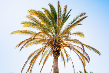 Fototapeta na wymiar The top of a palm tree against the sky