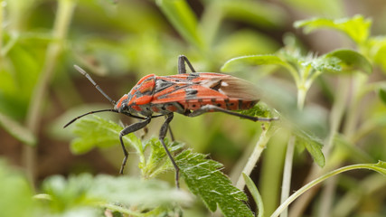 Small red bug walking over the small leaves of garden's weed. Macro view of insect Spilostethus pandurus