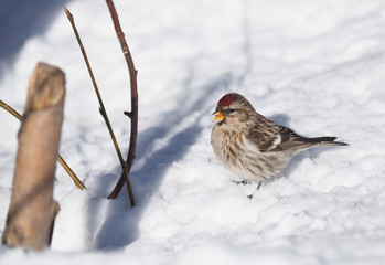 Carduelis flammea in the forest. Winter